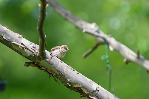 Free A sparrow sits on a branch against a lush green background, capturing the essence of spring. Stock Photo