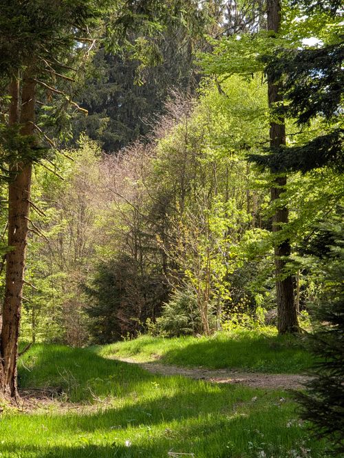 Free A tranquil forest pathway surrounded by lush, sunlit trees in spring, capturing the beauty of nature. Stock Photo