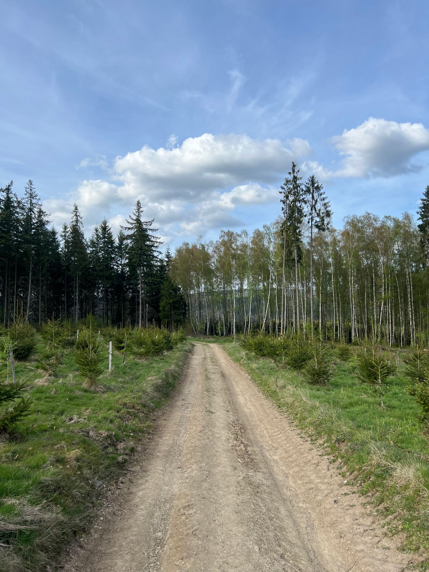 Chemin de terre bordé d’arbres à La Roche-en-Ardenne