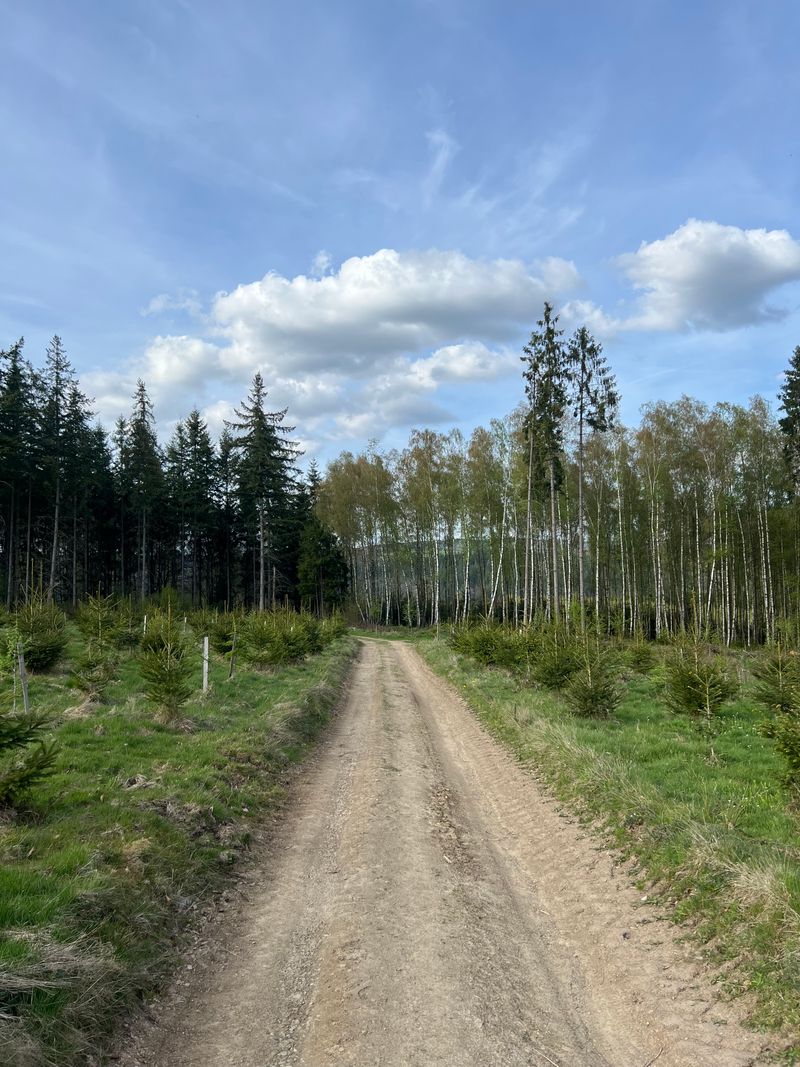 Sentier forestier à La Roche-en-Ardenne