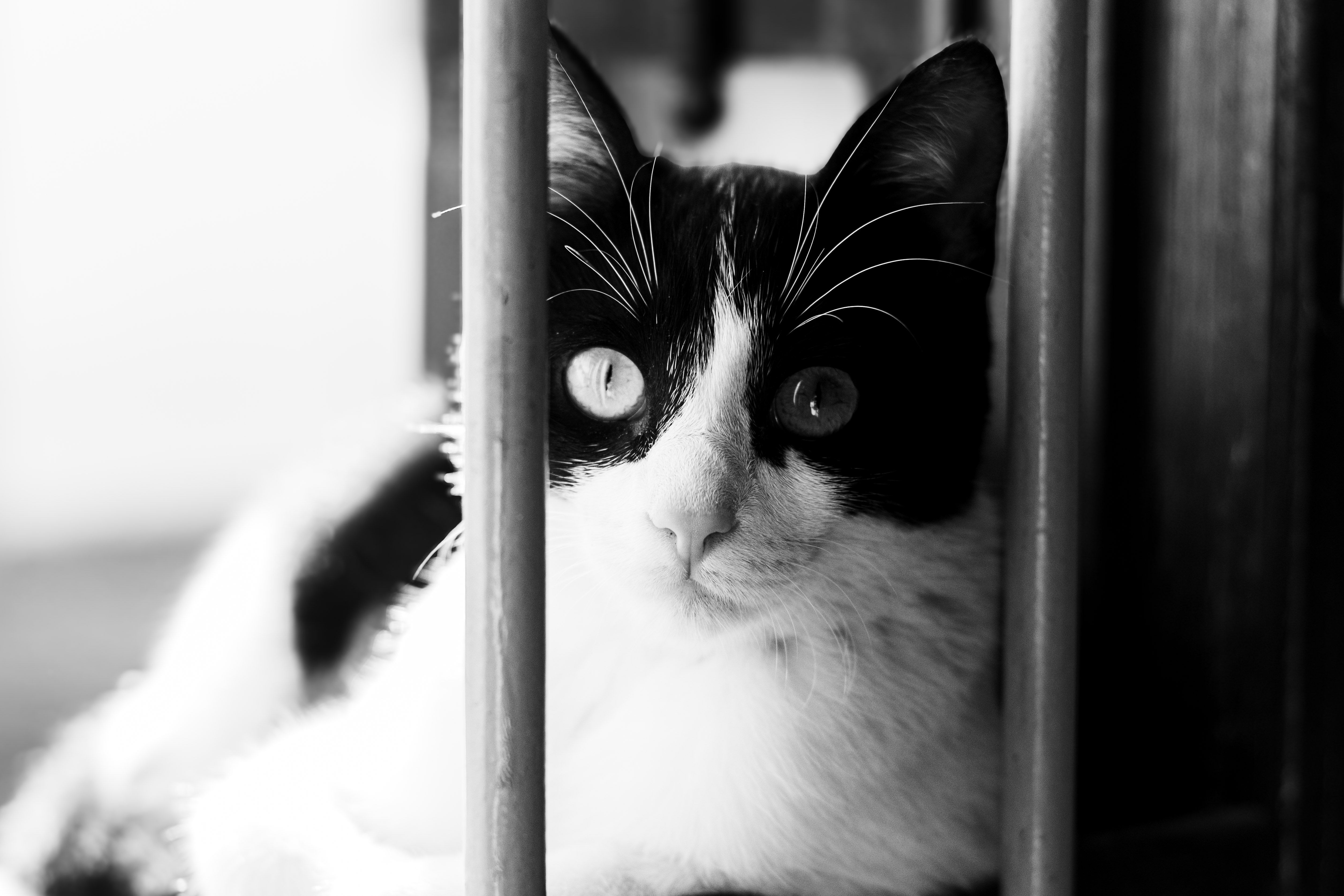 Veterinarian examining a cat during a checkup