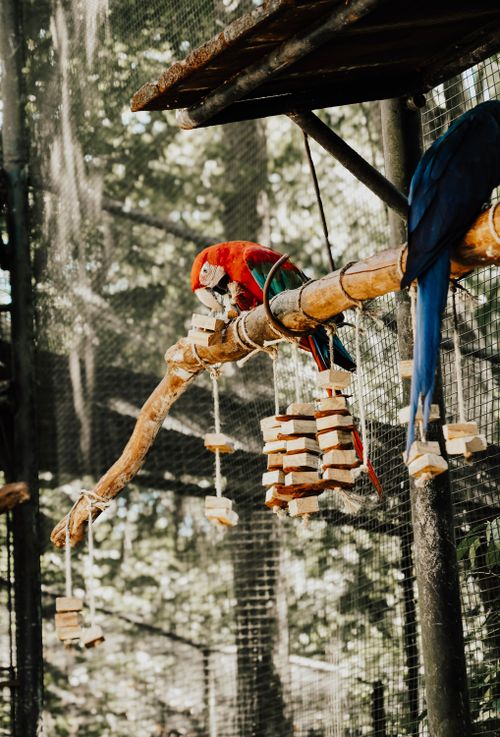 Free Colorful macaws perched in an outdoor aviary surrounded by tropical forest. Stock Photo