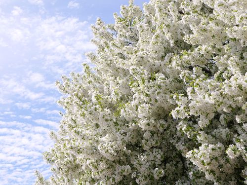 Free A beautiful cherry blossom tree with white flowers against a bright blue sky, heralding spring. Stock Photo