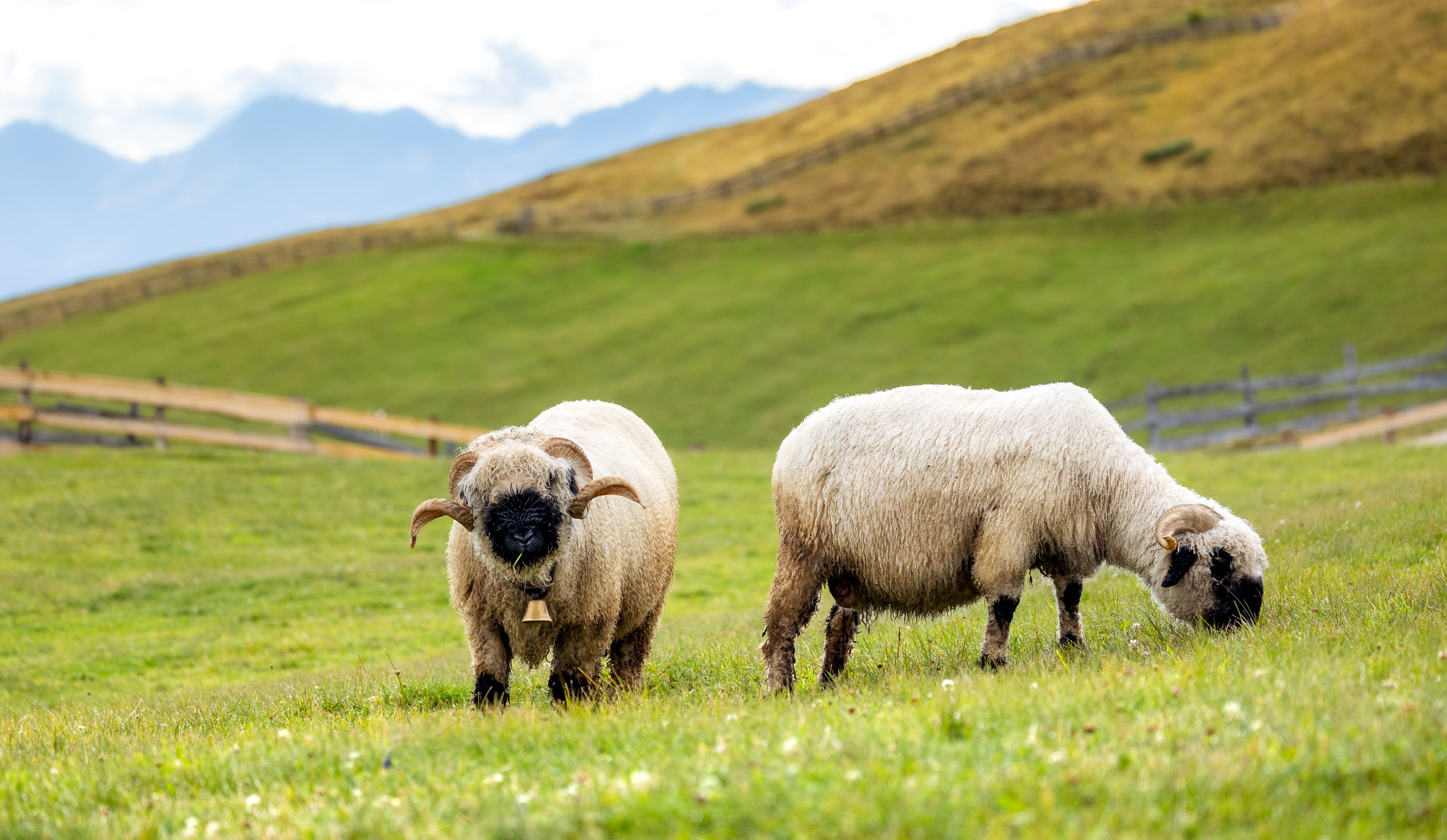 Food Tour Gastronomie Valaisanne avec Guide Local