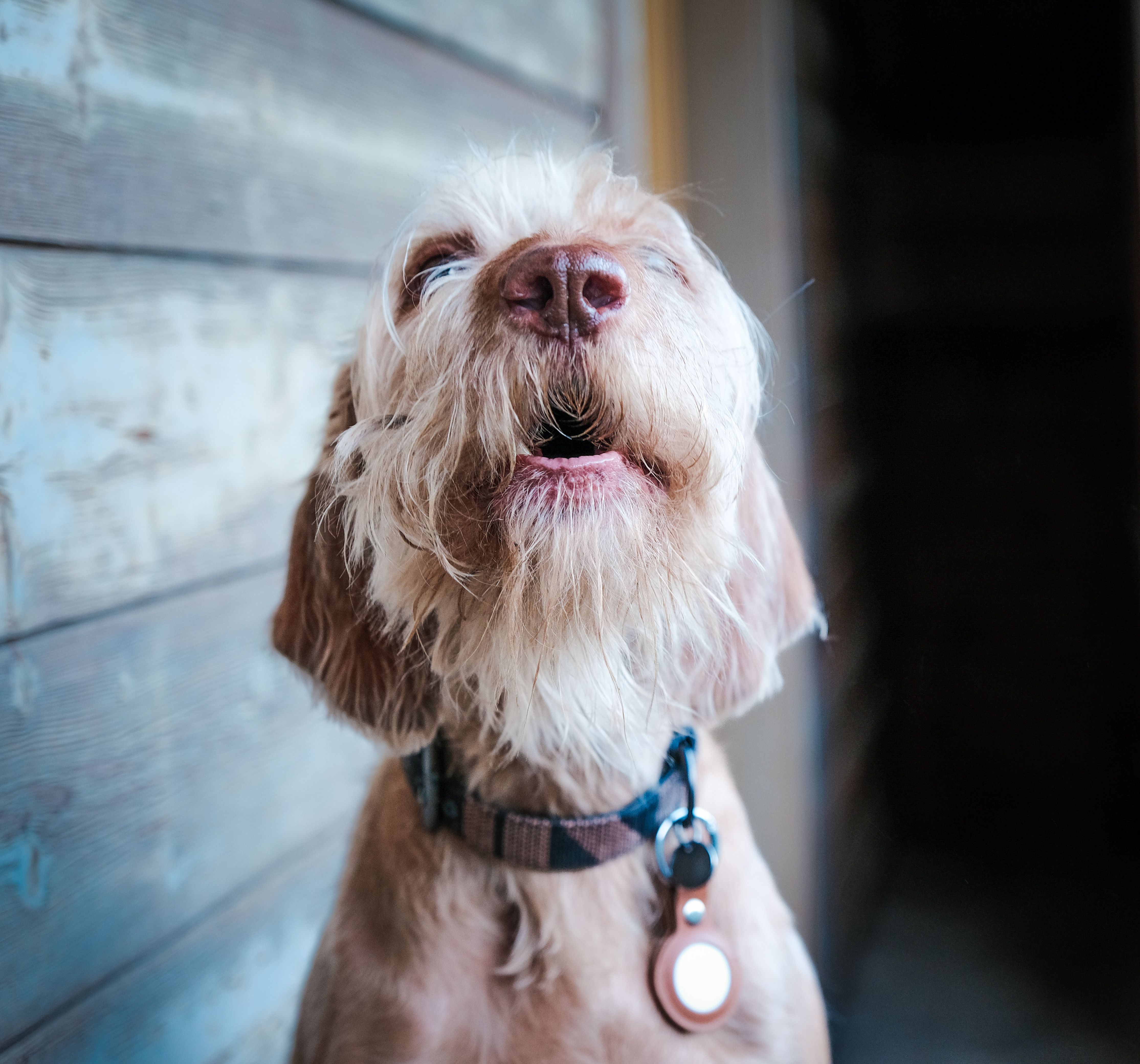 pet technology store — Photo by Andreas Schnabl on Pexels