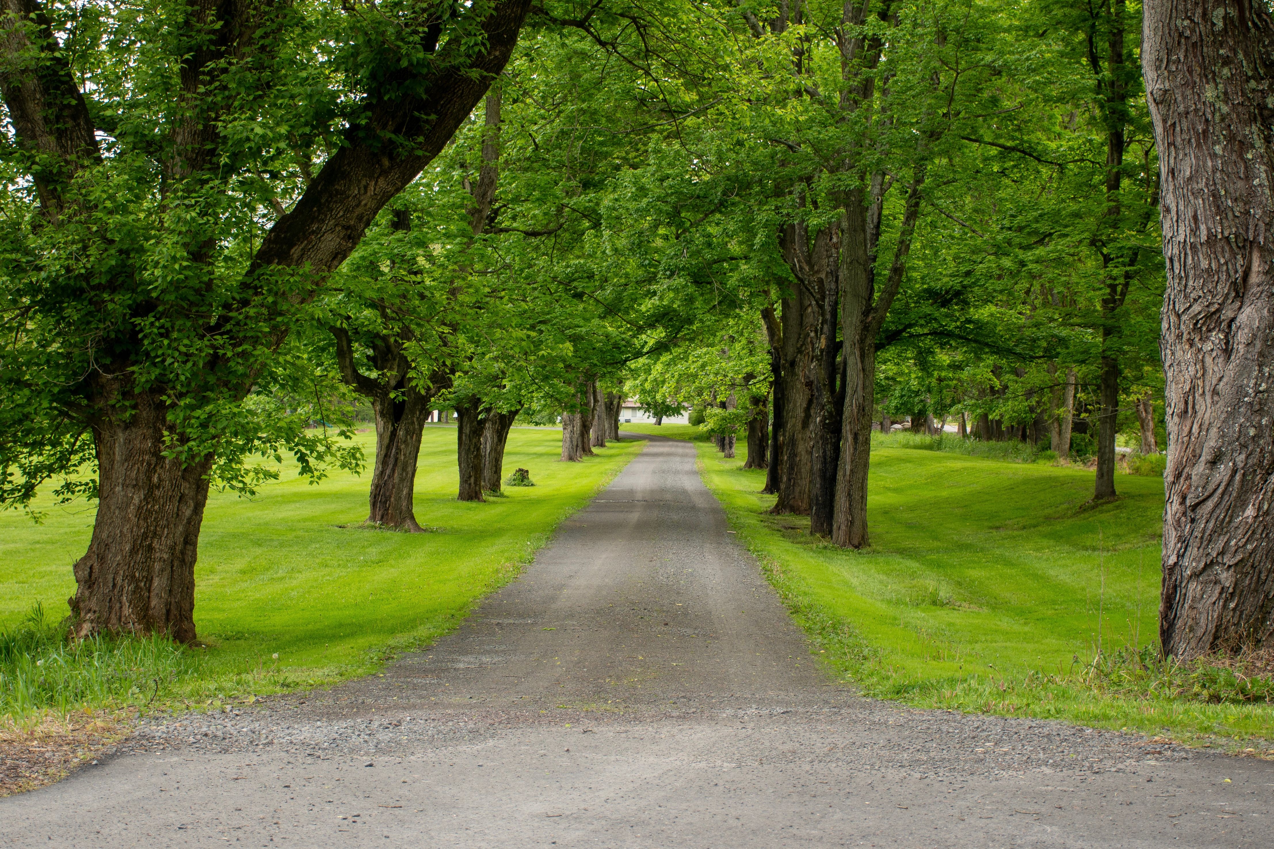 Serene Tree-Lined Country Road in Summer · Free Stock Photo