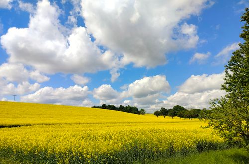 Free Expansive rapeseed field in Germany on a sunny day with fluffy clouds and vibrant colors. Stock Photo
