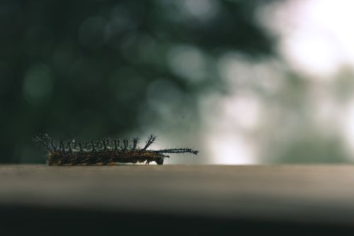 Free Detailed shot of a caterpillar exploring a surface with a blurred nature background. Stock Photo