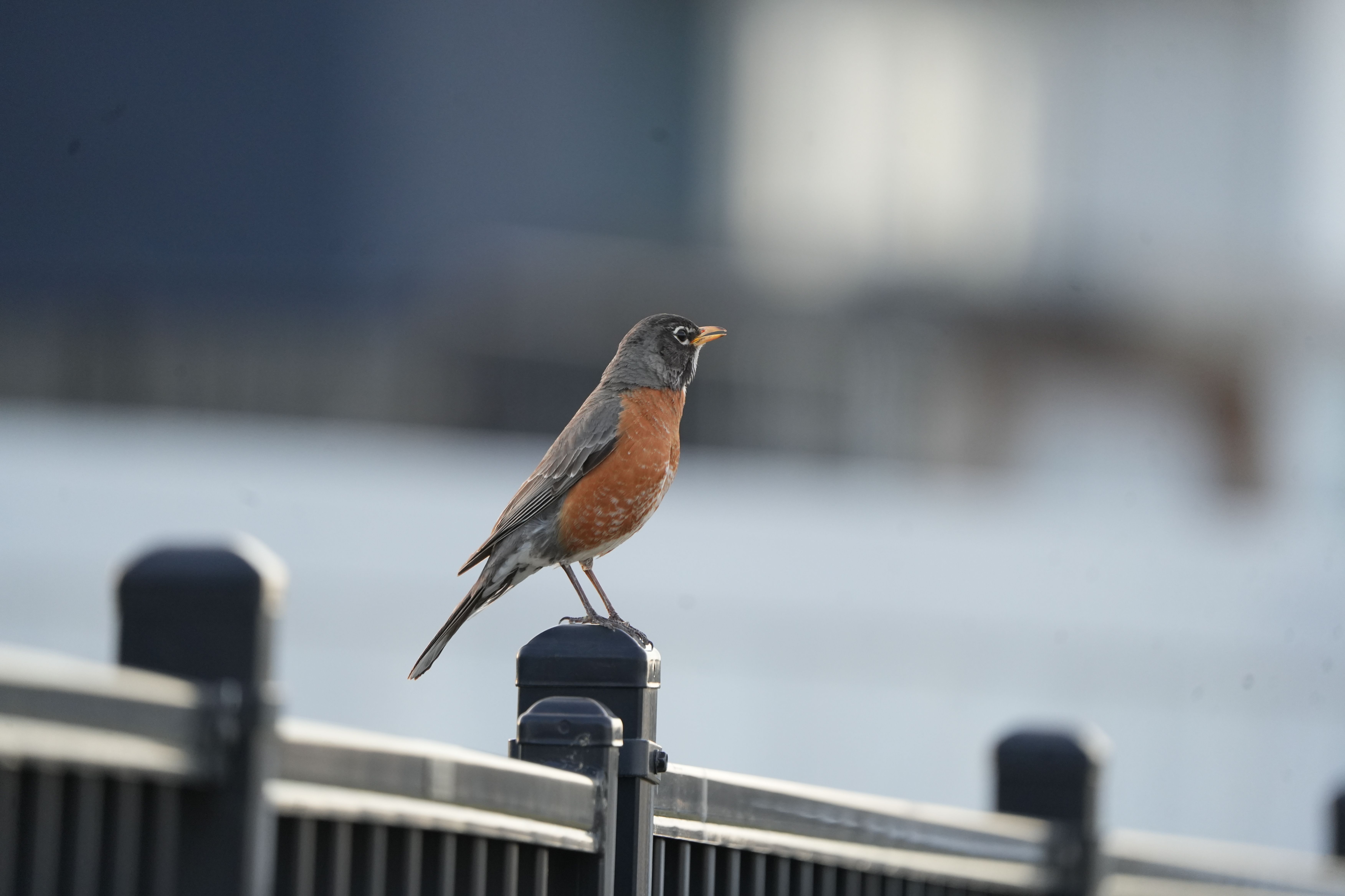 A close-up of an American Robin (Turdus migratorius) on a fence outdoors.