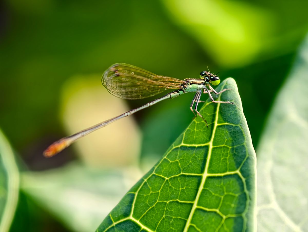 Close-up of a Green Damselfly on Leaf · Free Stock Photo