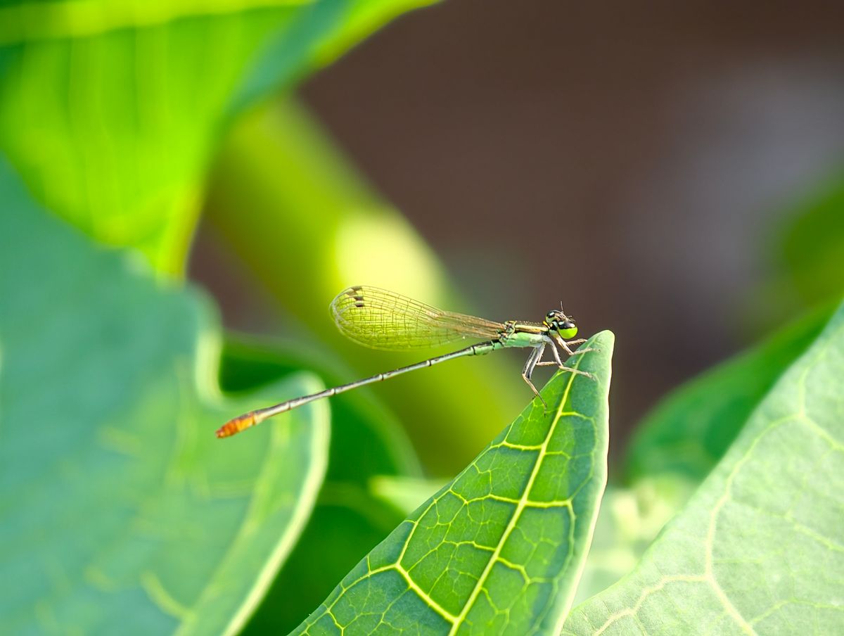 Close-up of a Green Damselfly on Leaf · Free Stock Photo