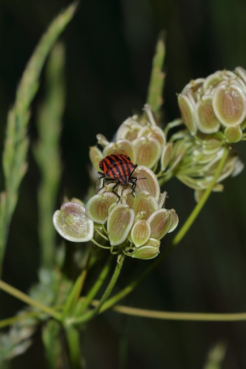 Free Macro photograph of a Graphosoma italicum beetle on a flowering plant, showing intricate details. Stock Photo