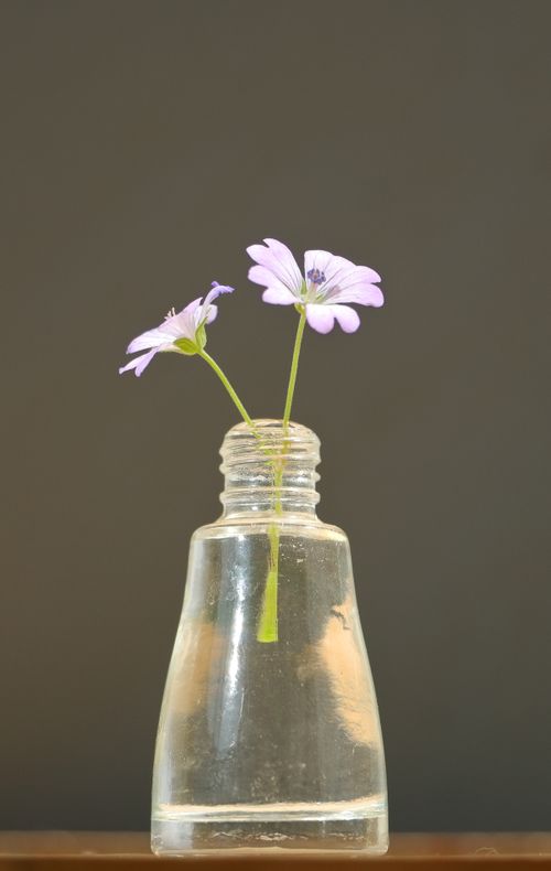 Free Minimalist photo of purple flowers in a glass bottle against a neutral background. Stock Photo