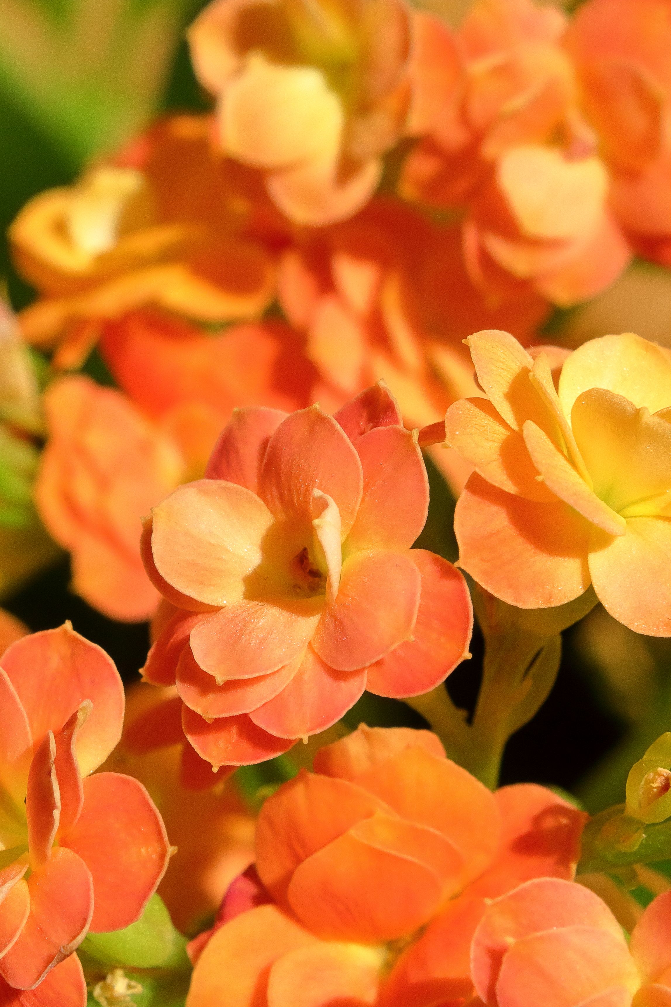 [ColoSach]-close-up-of-vibrant-orange-and-yellow-kalanchoe-flowers-in-full-bloom,-showcasing-vivid-colors-and-natural-beauty.