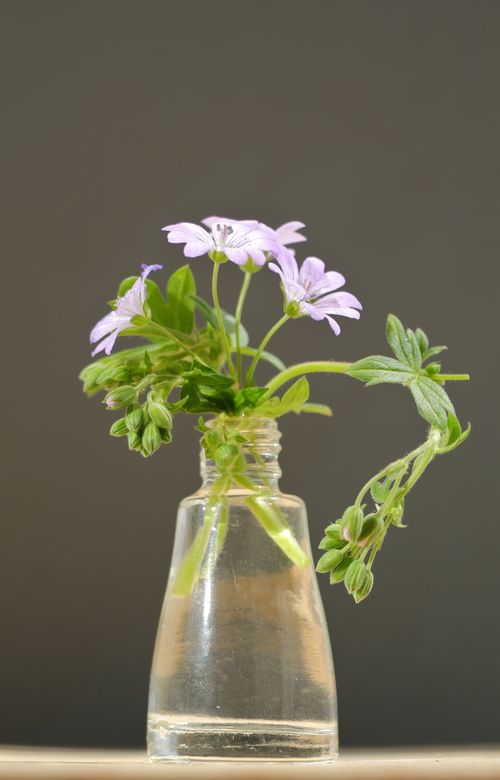 Free Elegant close-up of purple flowers in a clear glass vase with soft lighting. Stock Photo