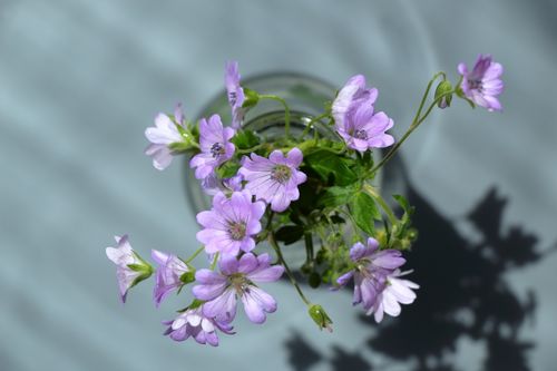 Free Overhead shot of vibrant purple flowers in a glass vase, casting a shadow. Stock Photo