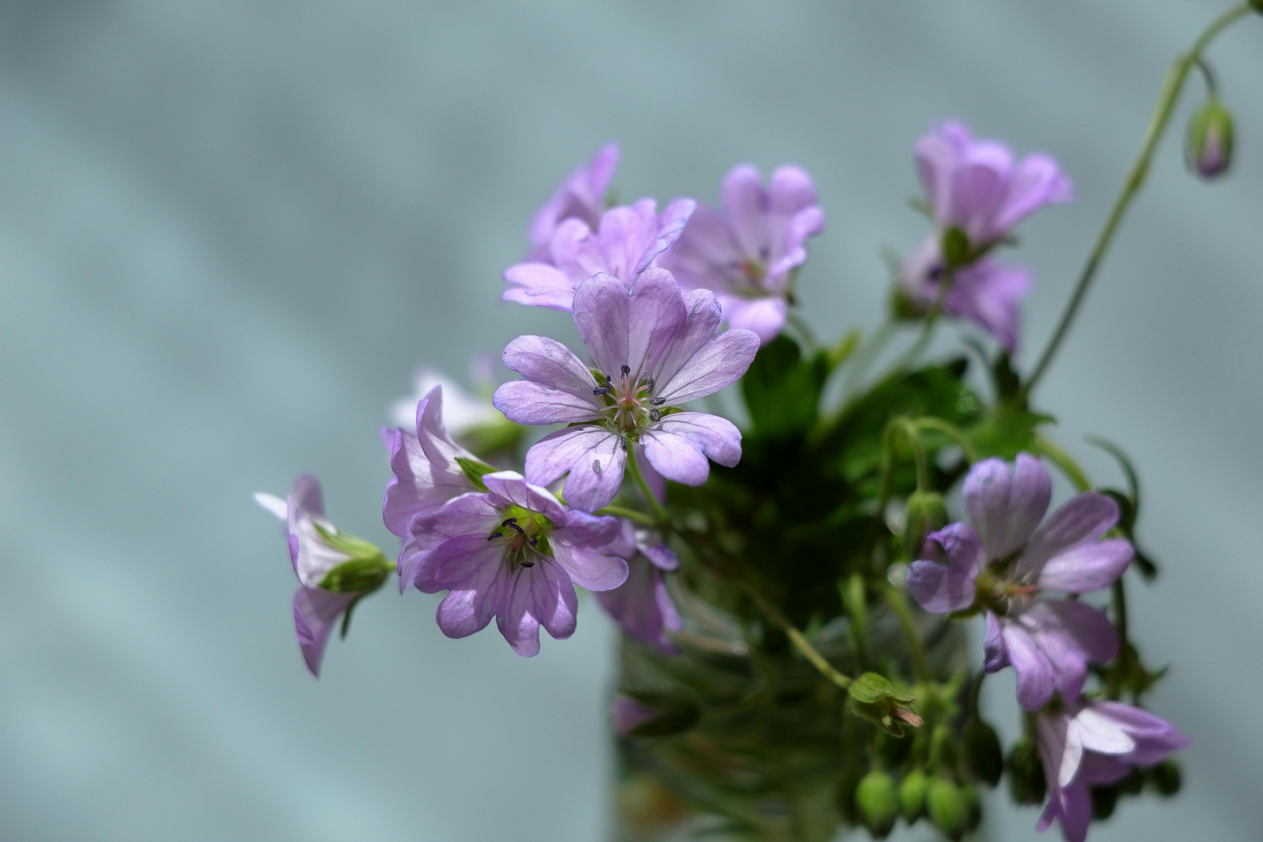 [ColoSach]-delicate-purple-geranium-flowers-in-full-bloom-against-a-light-background.