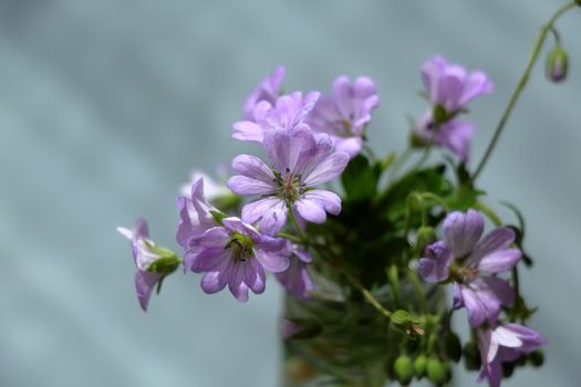 Delicate purple geranium flowers in full bloom against a light background.
