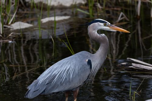 Free A stunning close-up of a Great Blue Heron standing in a wetland area. Stock Photo