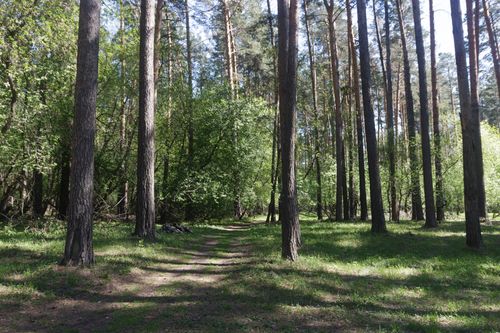 Free A tranquil forest scene with tall trees and sunlight casting shadows on the path. Stock Photo