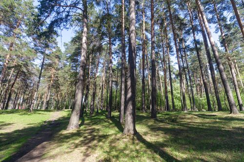 Free A serene view of a sunlit pine forest with tall trees casting shadows in springtime. Stock Photo