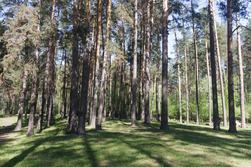 Free A tranquil forest scene with tall pine trees and soft sunlight filtering through in spring. Stock Photo