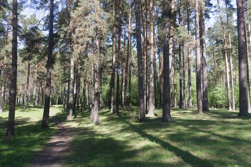 Free Tranquil pine forest with tall trees casting shadows on a sunny spring day. Stock Photo