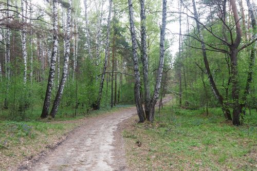 Free A peaceful forest path winding through lush birch trees in spring, offering a tranquil nature escape. Stock Photo