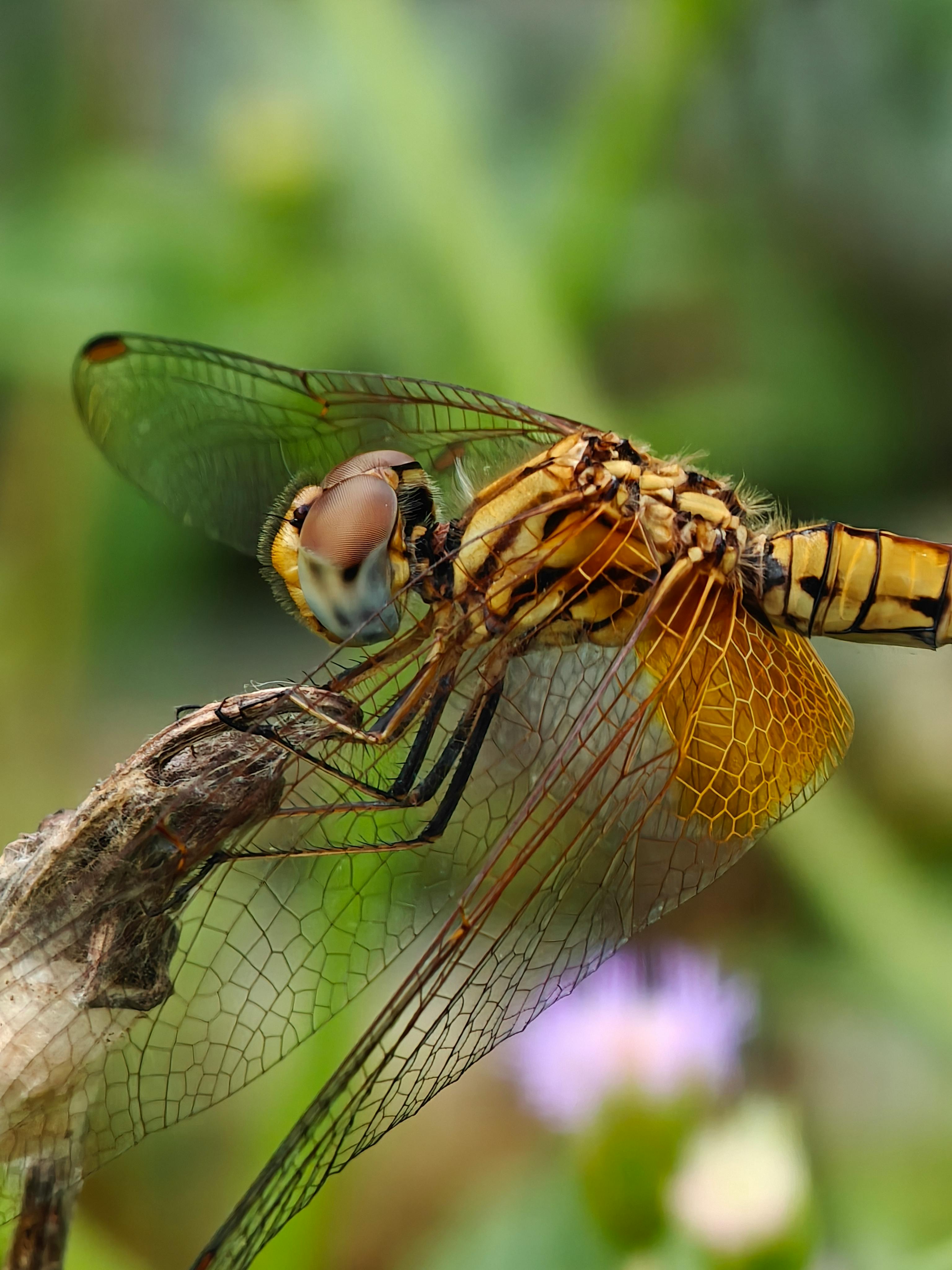 Detailed macro shot of a dragonfly perched on a branch, showcasing vibrant colors and wing patterns.