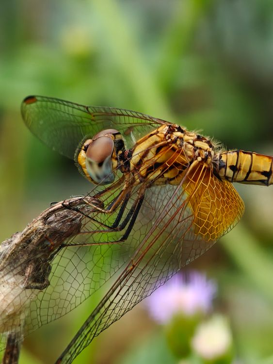 Close-up of Dragonfly on a Branch · Free Stock Photo
