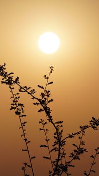 Silhouette of delicate branches and leaves against a warm, glowing sunset sky.