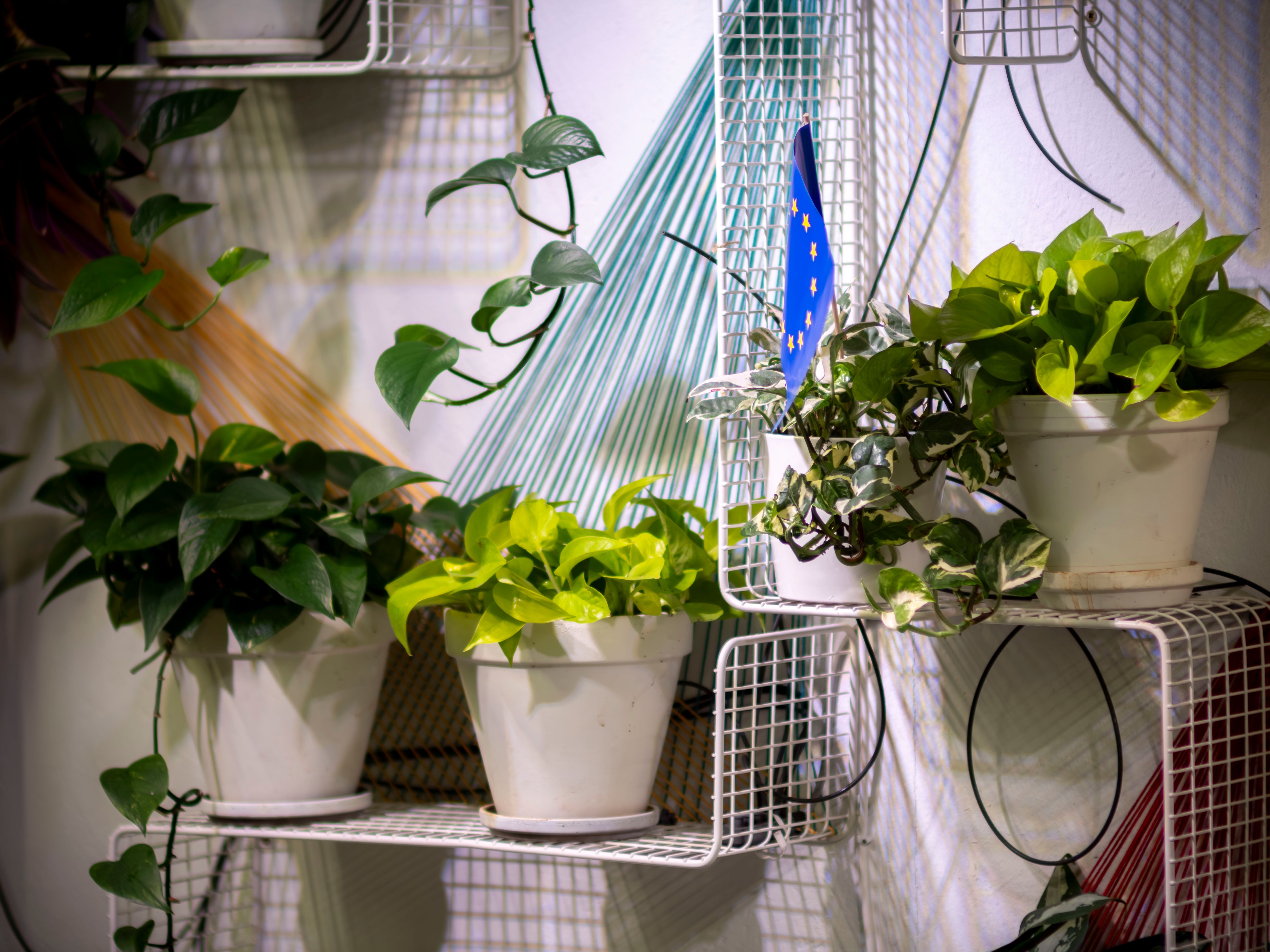 Plant stand in Chennai with safe courier delivery and greenery in pots
