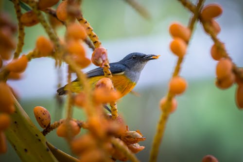 Blue and Yellow Bird Perched on Brown Tree Branch