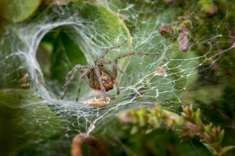 Brown Spider On Spider Web