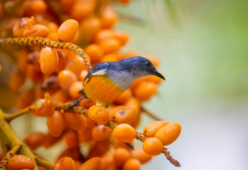 Oranje Doen Zwellen Flowerpecker Neergestreken Op Boomtak