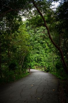 A tranquil path surrounded by dense greenery in Bang Kachao, Thailand, offering a peaceful escape.