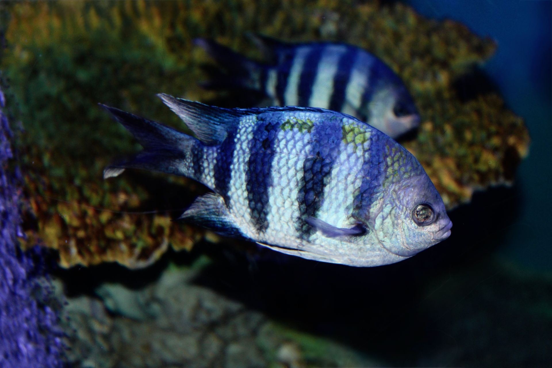 Underwater at Coki Beach