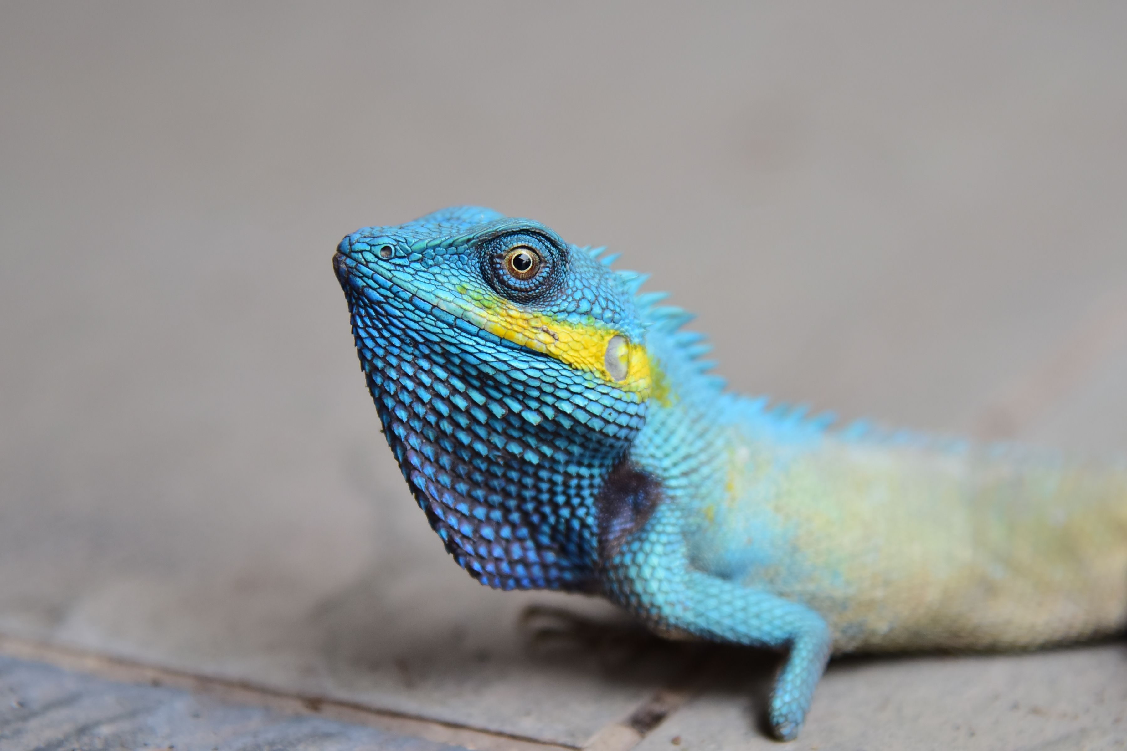 Close-up of Vibrant Blue Asian Lizard · Free Stock Photo