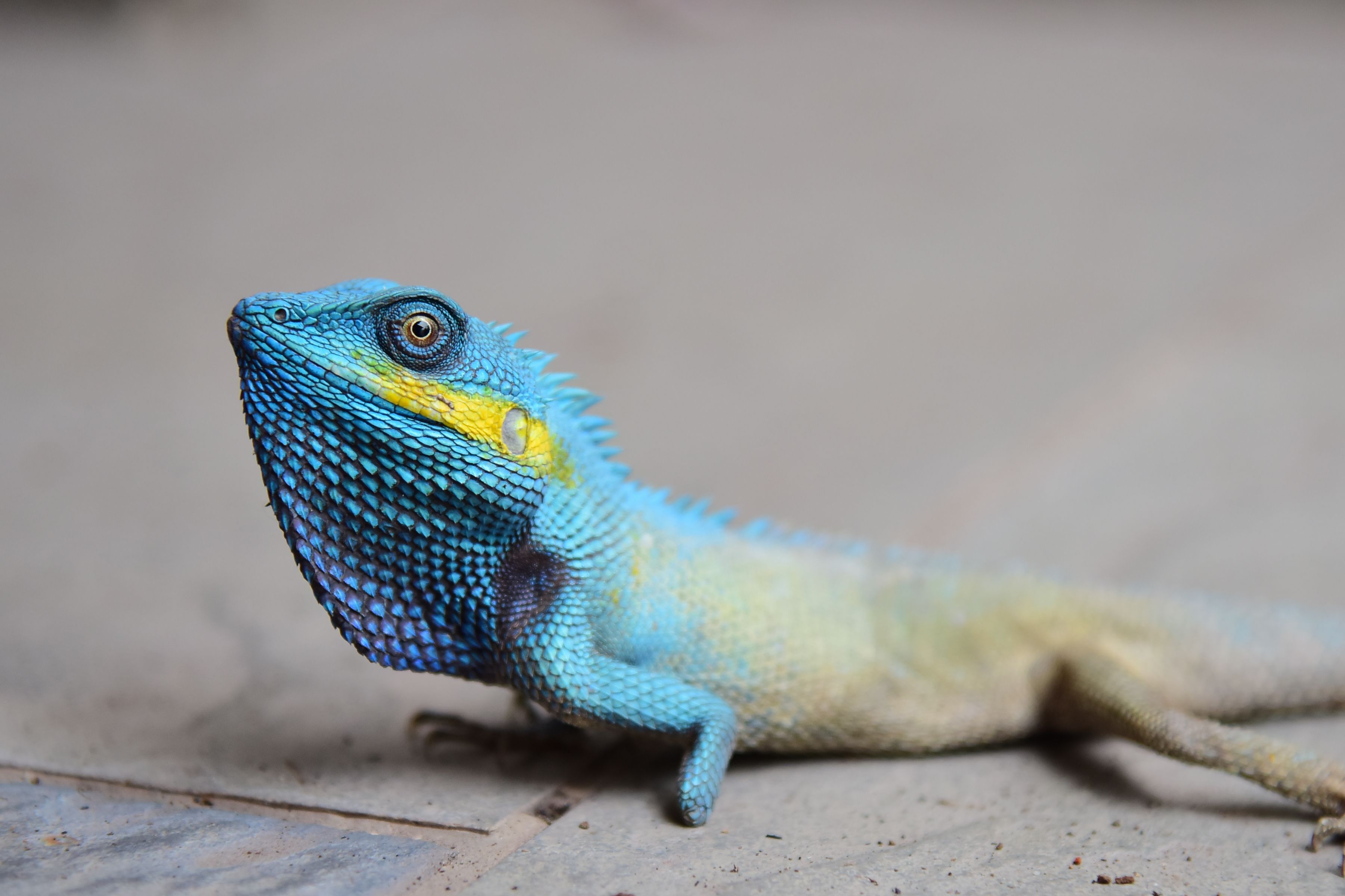 Close-up of a Vibrantly Colored Blue Lizard · Free Stock Photo