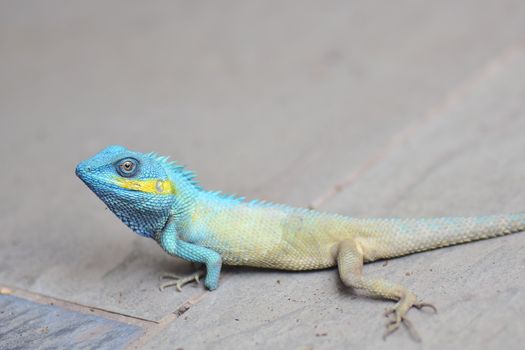 Close-up of a blue agama lizard showcasing vivid colors on a stone surface.