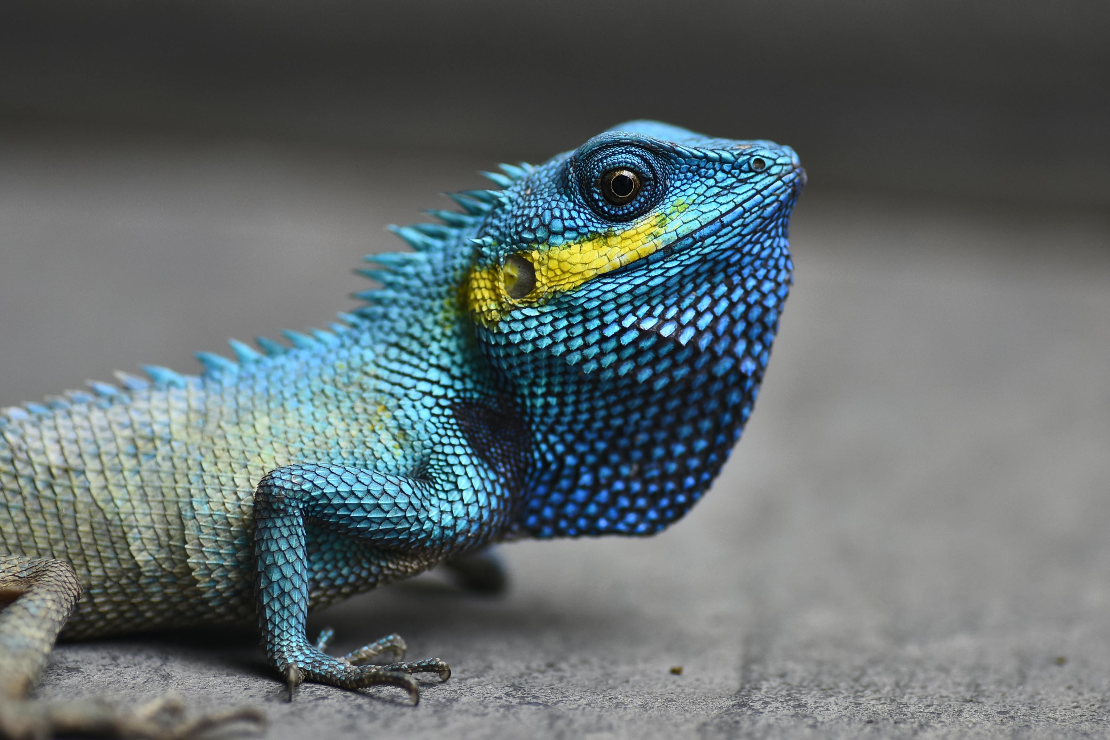 The 2026 Lawdragon 100 Leading Immigration Lawyers — Photo by Sóc Năng Động on Pexels