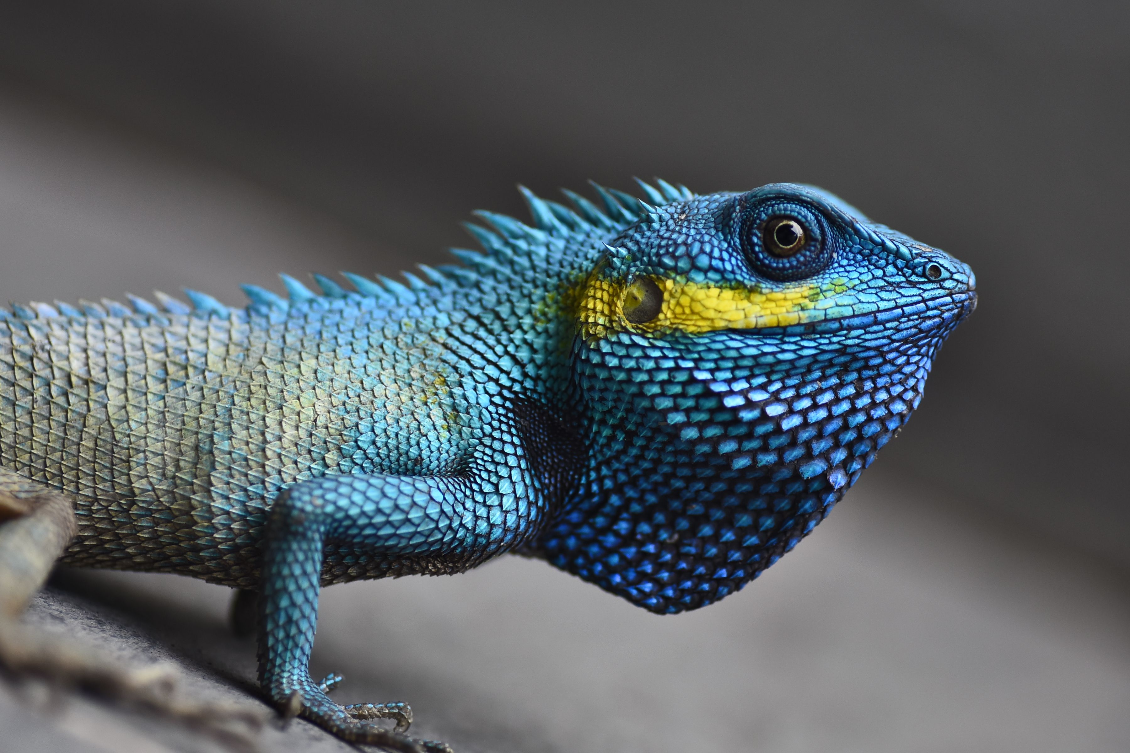 Reptile fossil found in Brazil helps shed light on the common origins of dinosaurs and cro