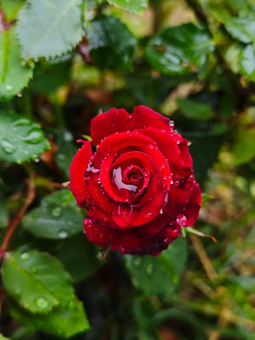 Free Close-up of a vibrant red rose with dew drops in a garden setting, evoking elegance and natural beauty. Stock Photo
