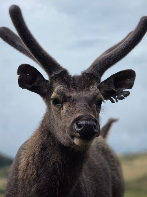 Free Detailed image of a Sambar deer with antlers in a natural setting, perfect for wildlife and nature themes. Stock Photo