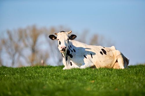 Free A peaceful Holstein cow resting in a sunlit green pasture under a clear blue sky. Stock Photo