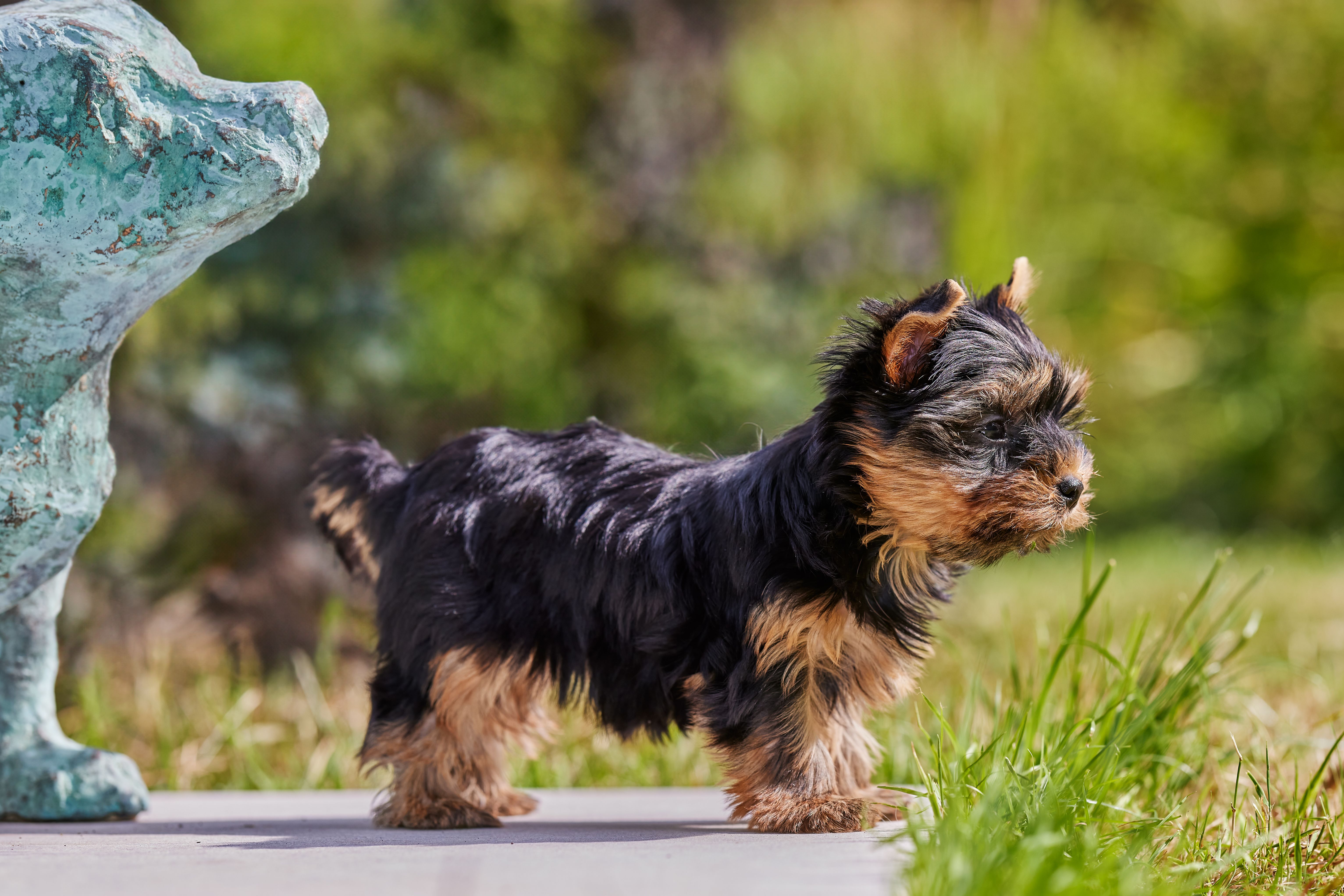 A cute Yorkshire Terrier puppy standing on green grass, enjoying a sunny day outdoors.