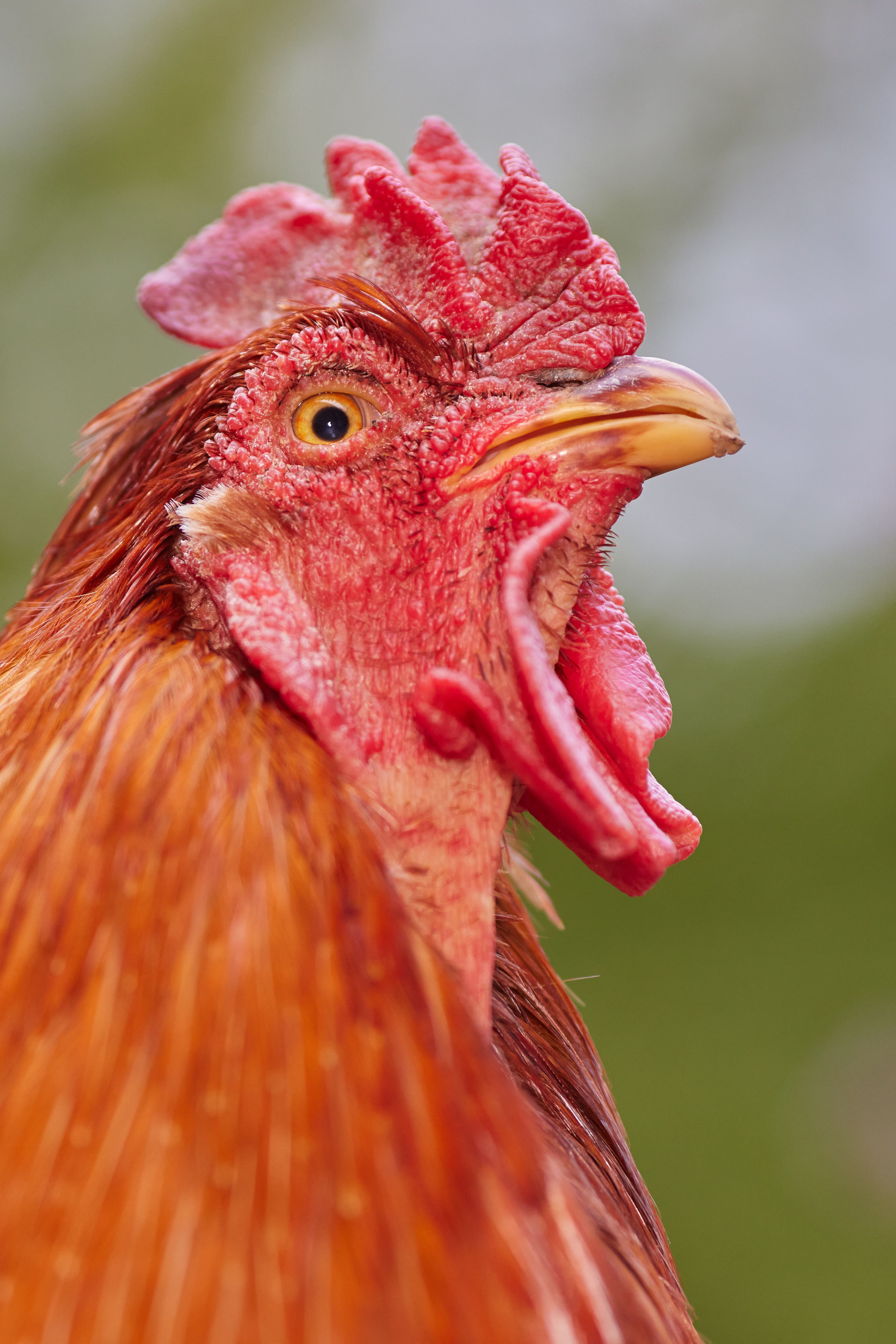 Close-up shot of a colorful rooster crowing outdoors, showcasing vibrant plumage.