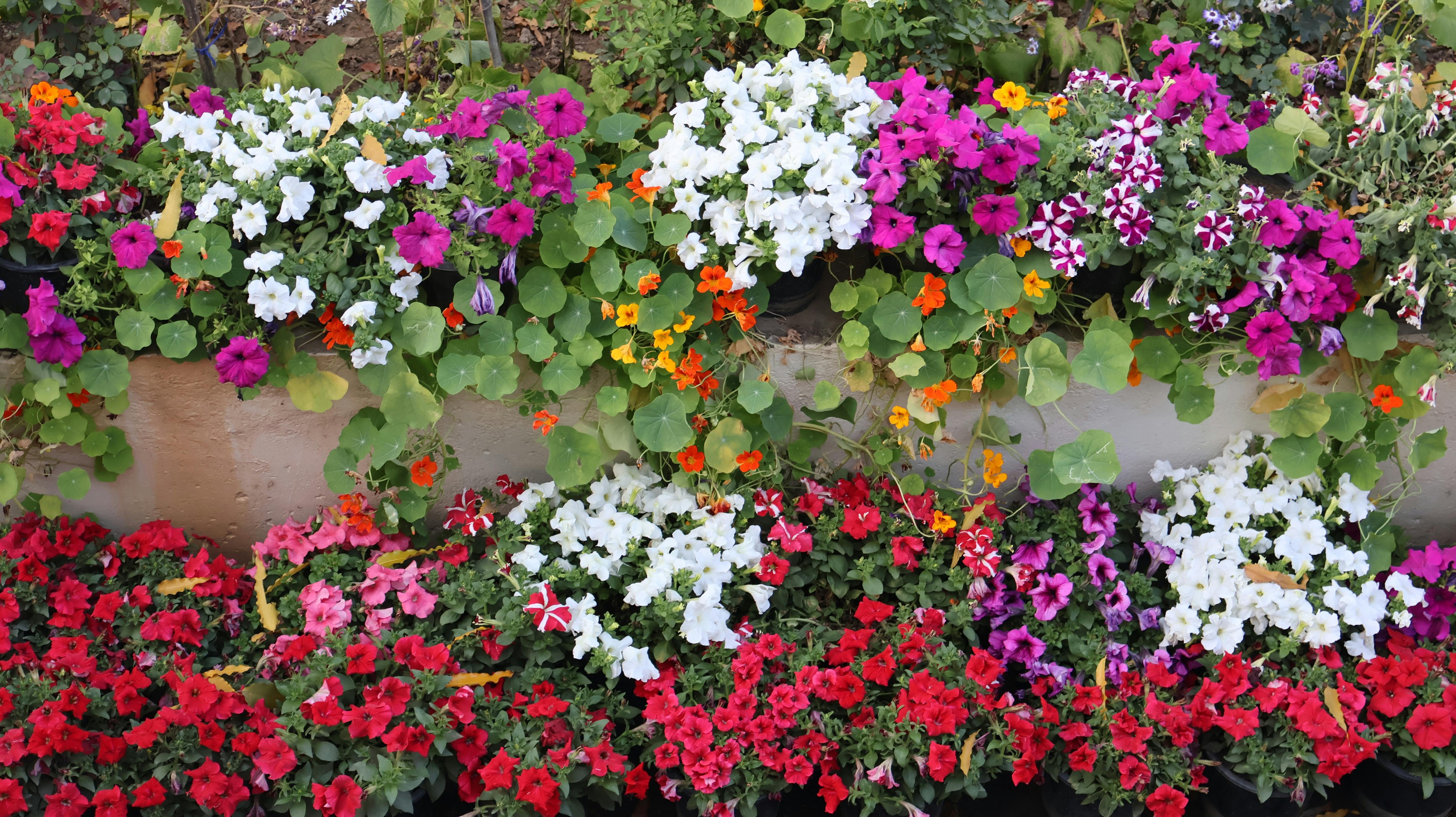 Flores