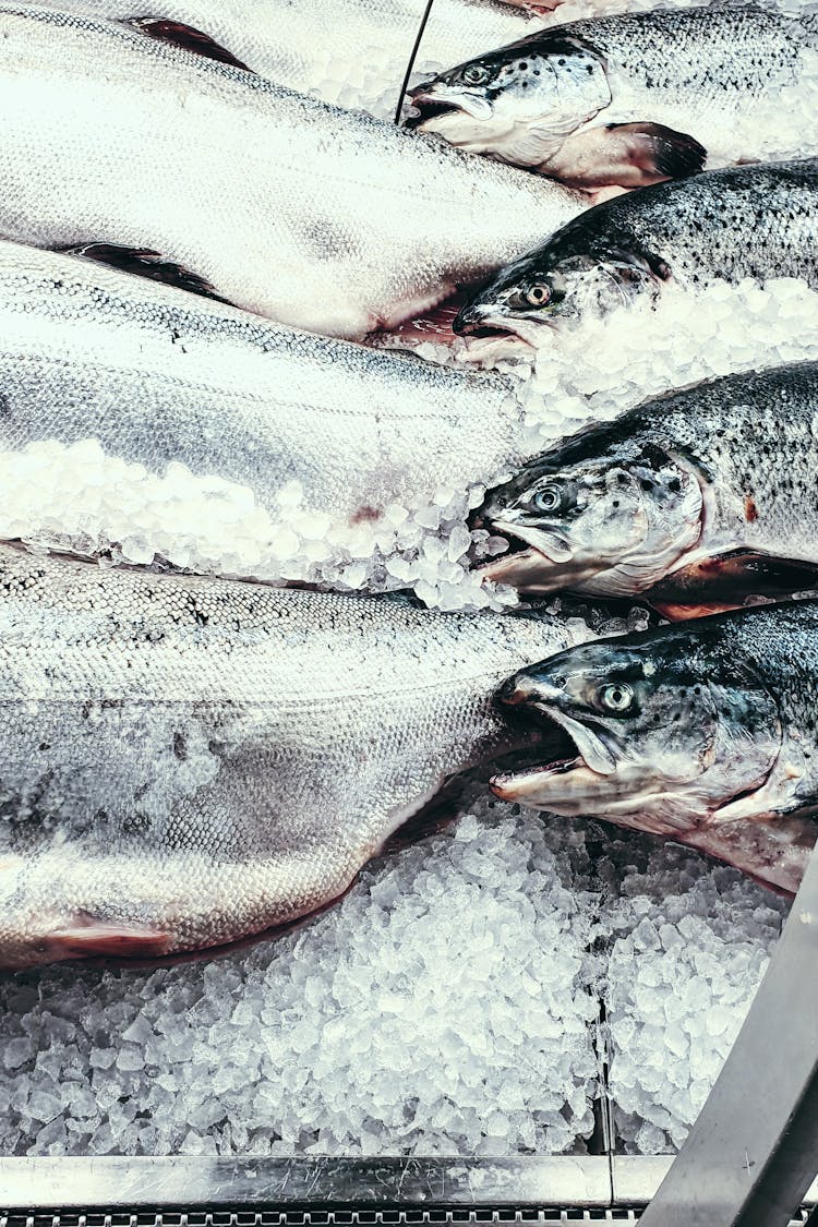 Close Up Of Frozen Fish