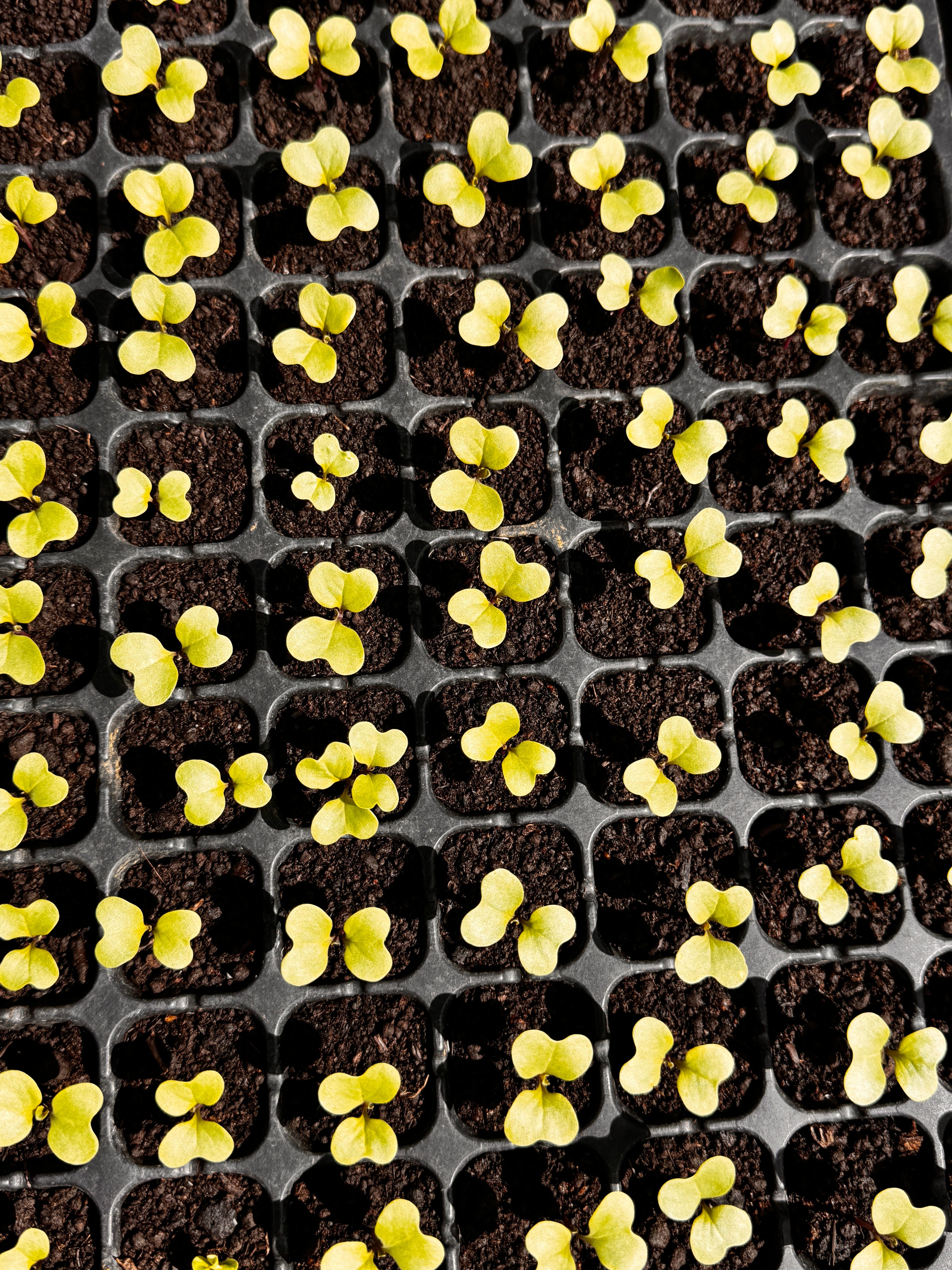 Comment réussir ses semis de légumes dhiver en intérieur - illustration